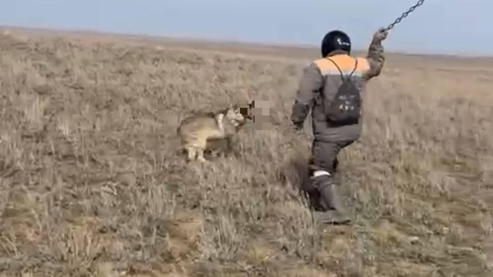 Ақтөбеде малына шапқан қасқырды шынжырмен ұрып өлтірген малшы жауапқа тартылып жатыр