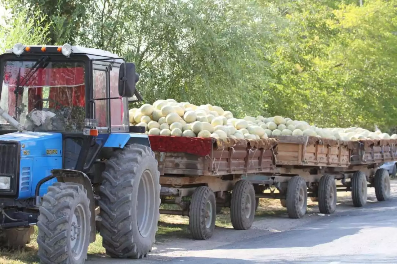 Шардарада 10 мың гектар жерге бақша өнімдері егілді