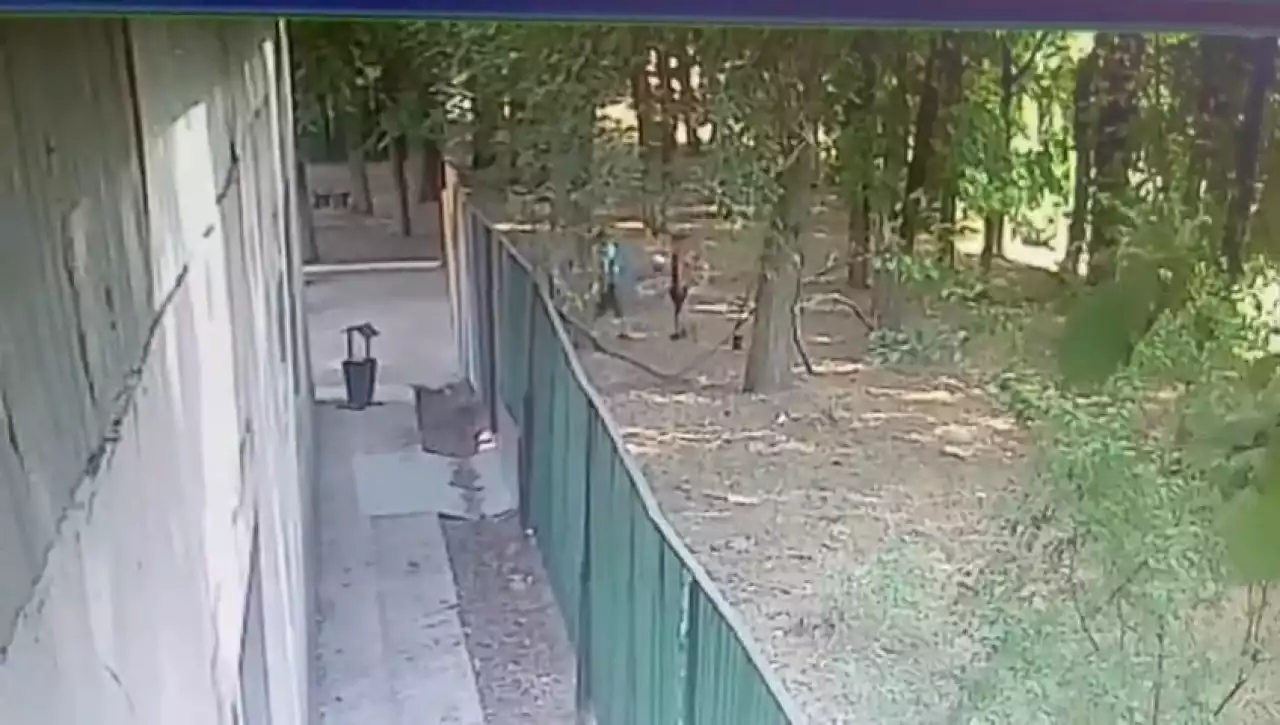 Алматы облысында 10 жасар баланы иттер талады: оқиға орнынан видео пайда болды (ВИДЕО)