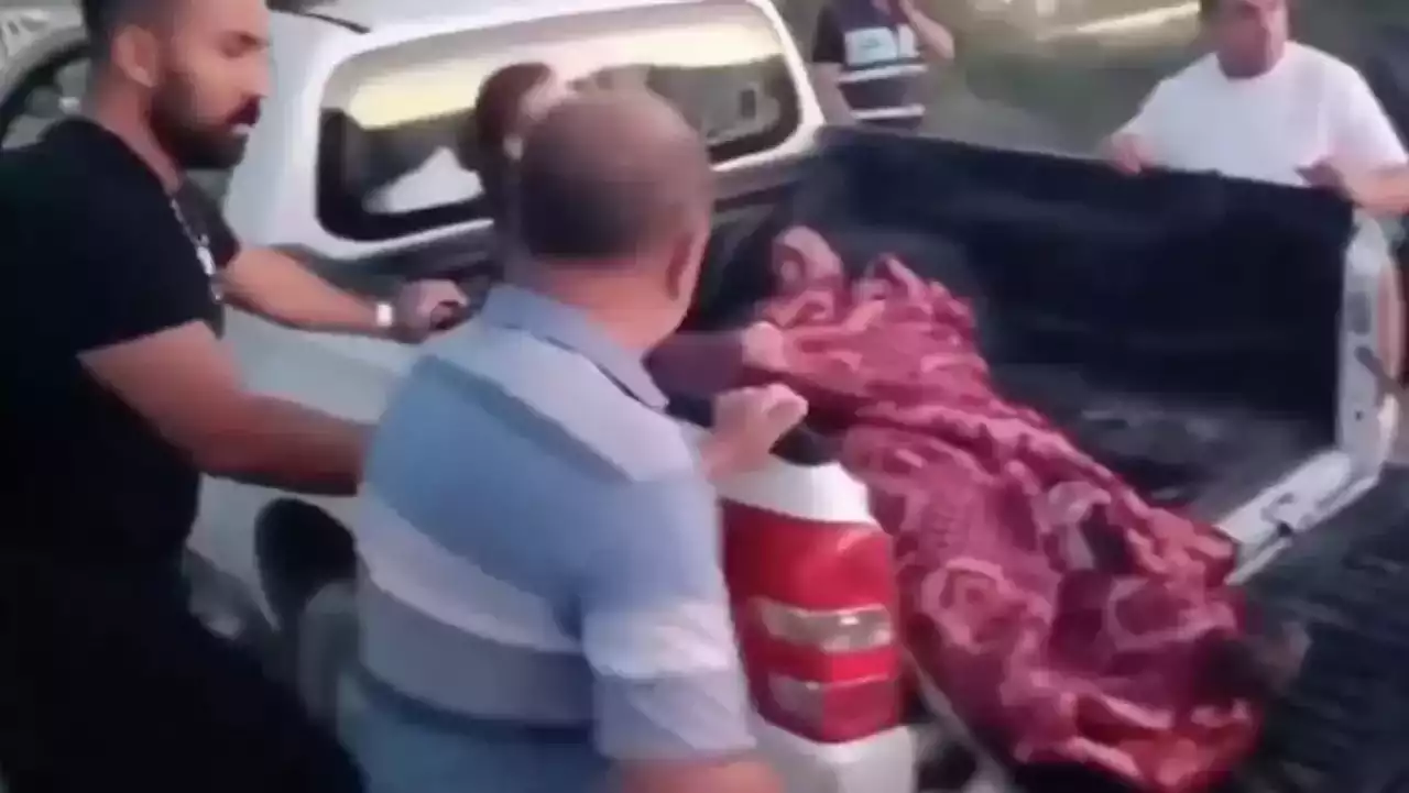 Антальяда торда тұрған арыстан қашып кетті: адамға шабуыл жасаған
