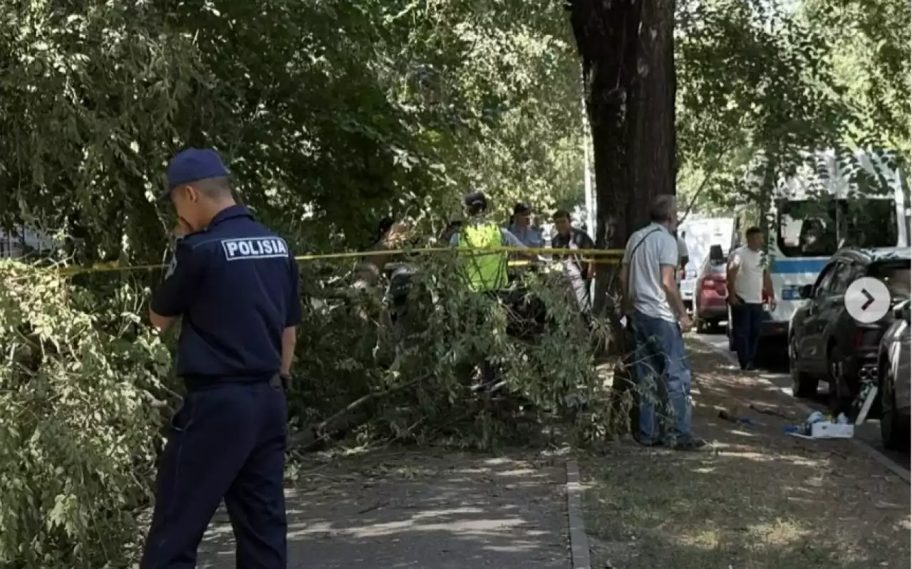 Алматыда көшеде келе жатқан қыздың үстіне ағаш құлап, қайтыс болды