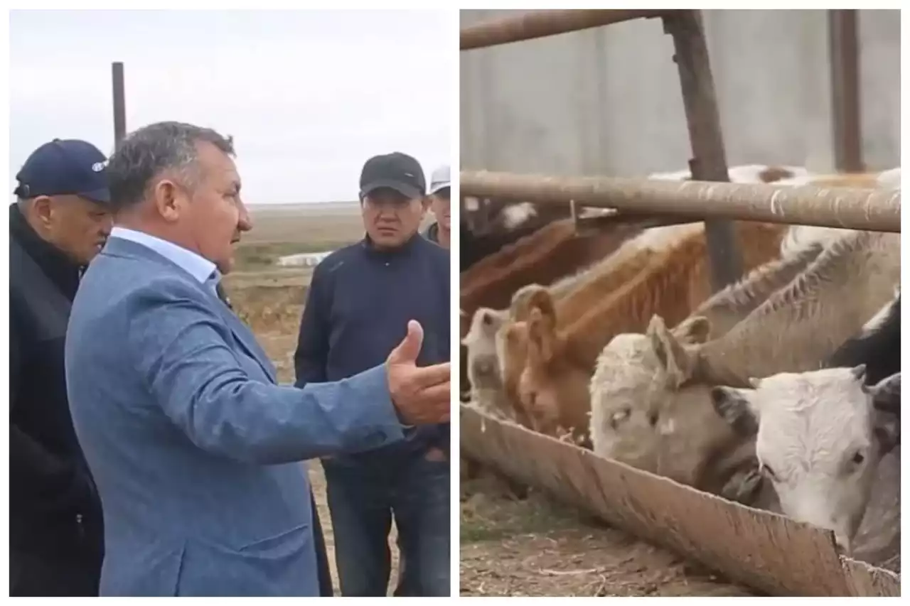 «Еттің бағасын көтеруден басқа ештеңе қалмады»: Ақтөбе облысында шаруалар мал азығы қымбаттағанын айтып, шағымданды