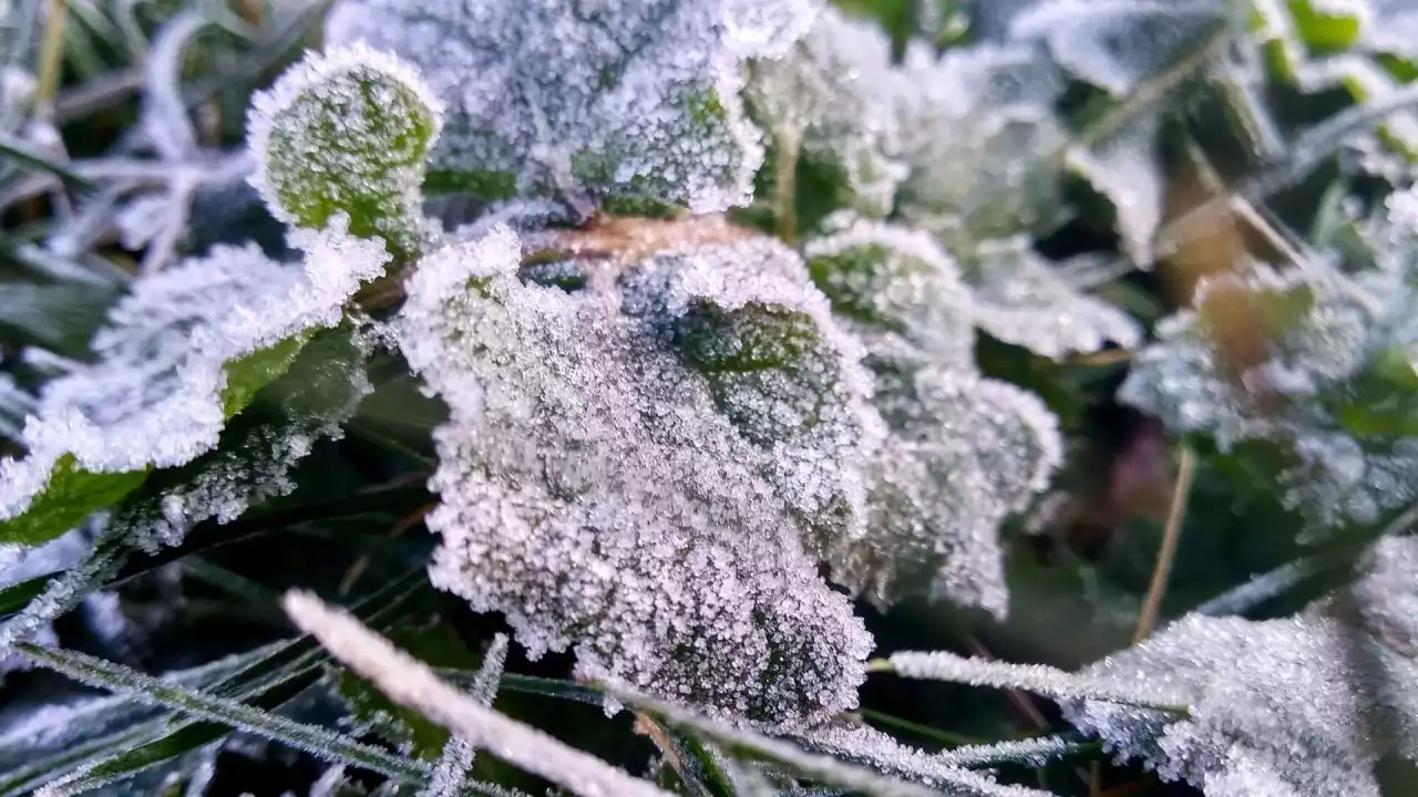 Үсік жүреді: еліміздің бірқатар өңірінде ескерту жарияланды