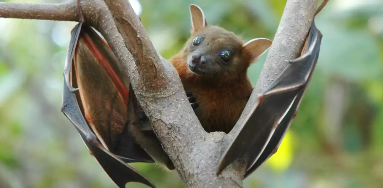Бразилияда жарқанаттардан короновирустың жаңа түрі пайда болды