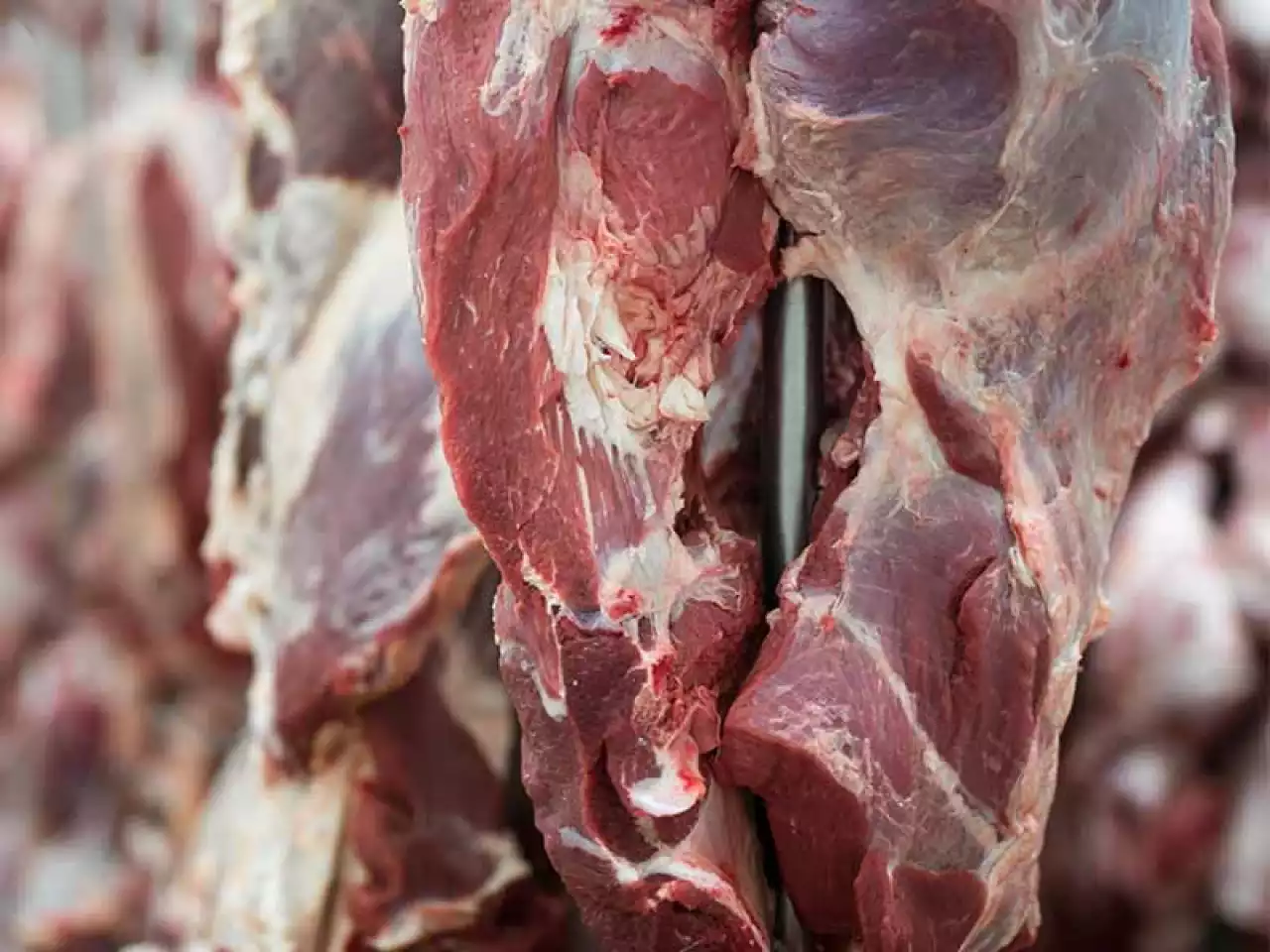 «Ауру малды сойған»: Түркістан облысында ет сатушыдан сібір жарасы анықталды