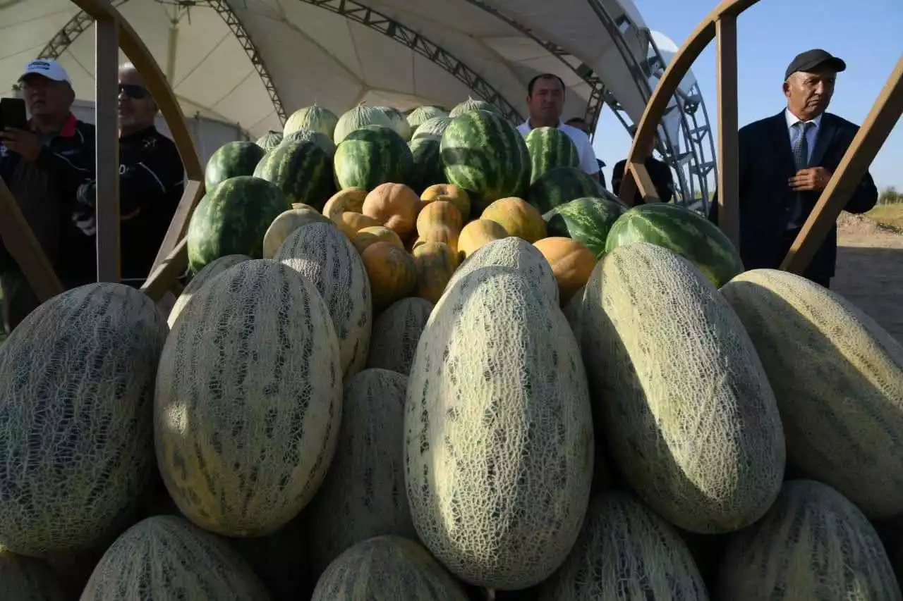 Берекелі егін мен ырысты өлке: Түркістанның аграрлық өрлеуі