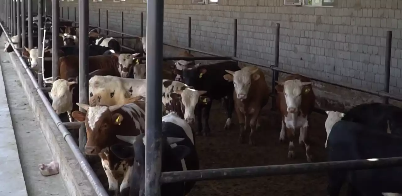 Түркістан облысында мал шаруашылығын дамытамын дейтіндерге 25 түрлі бағытта субсидиялық қолдау бар