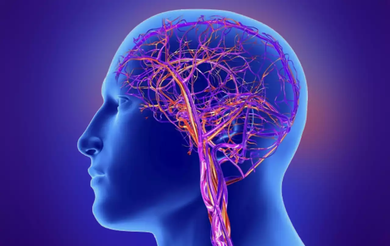 Ғалымдар ми тамырларының жұмысын жақсартатын өнімді атады