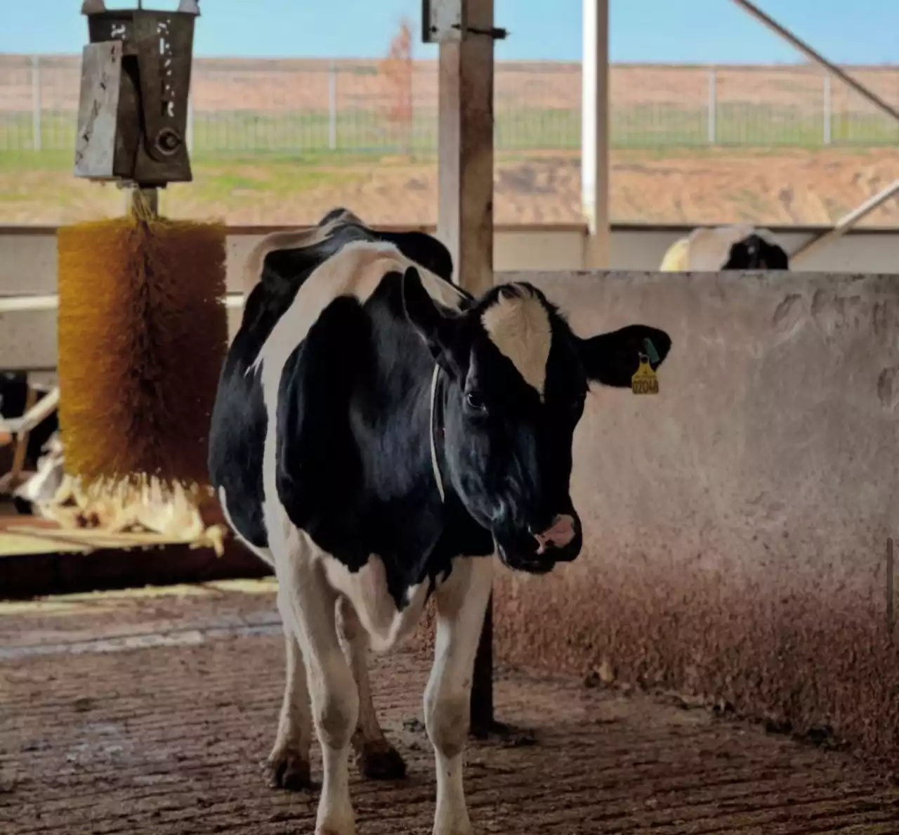 Уақытымен тынығады, стресске түспеуі керек: Түркістан облысындағы күніне 35л сүт беретін сыйырлардың күтімі ерекше