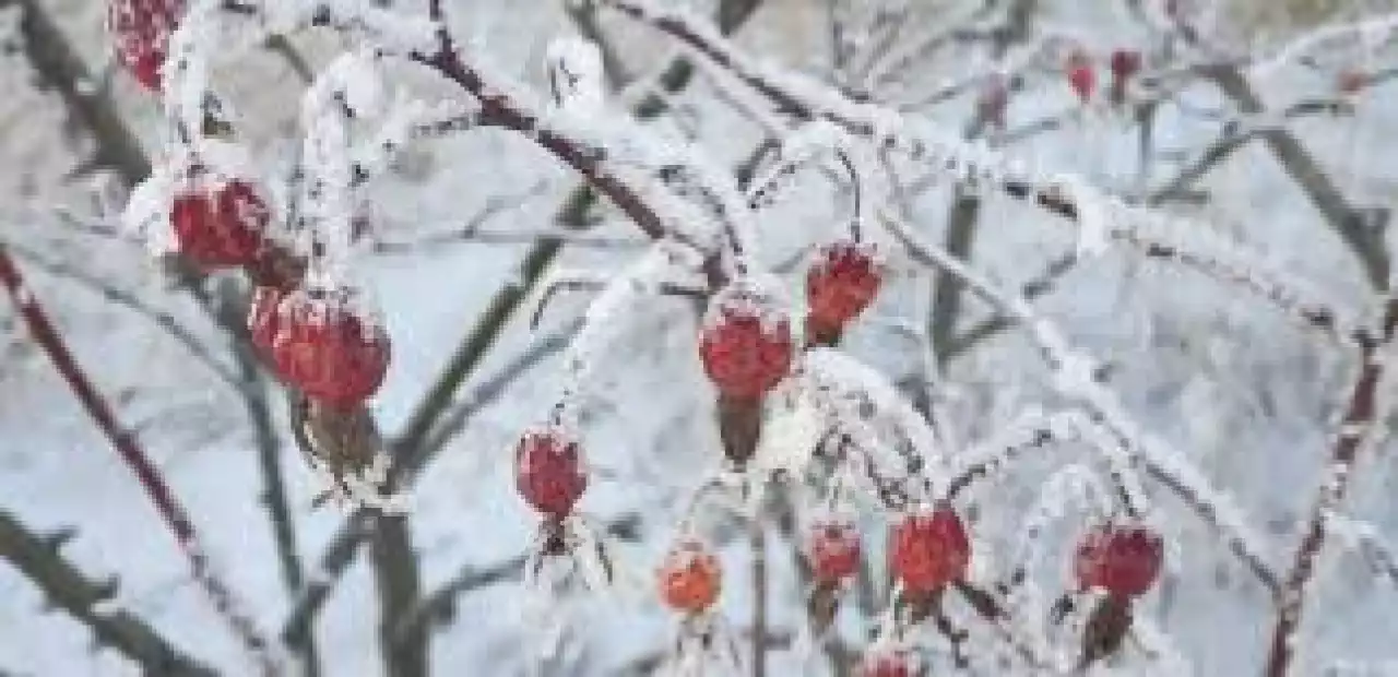 Қазақстанға алдағы үш күнде - 20 градустық аяз болады