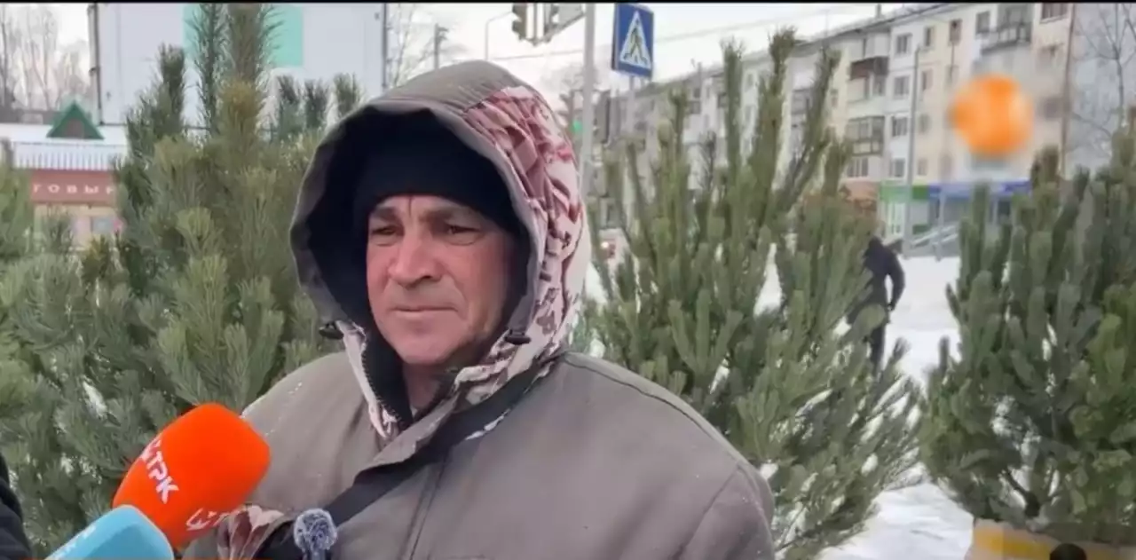 Жаңа жыл қарсаңында шыршаны рұқсатсыз сатқандар 400 мың теңгеге дейін айыппұл төлейді