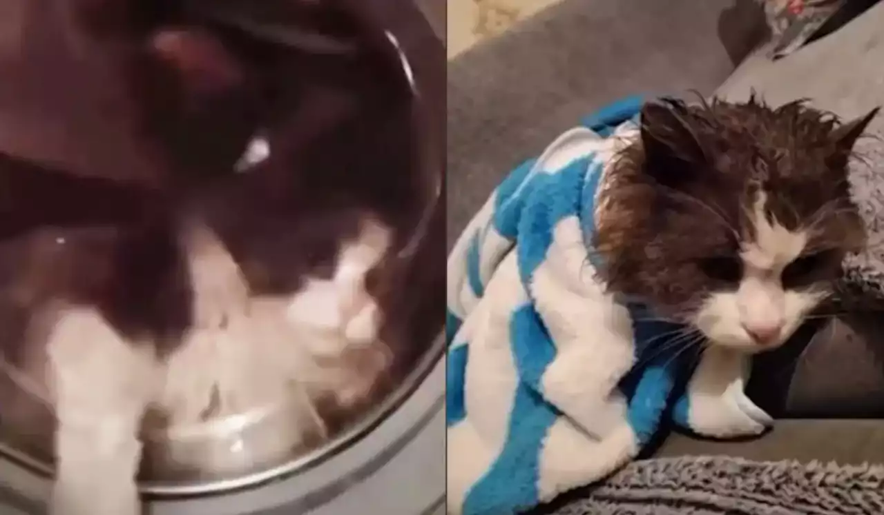 Талдықорғанда әйел мысығын кір жуғыш машинаға салып жуған