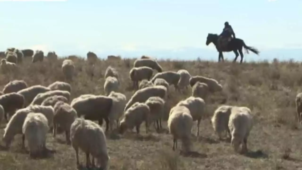 Елімізде бақташылар мен шопандар 55 жастан бастап әлеуметтік төлемдер ала алады
