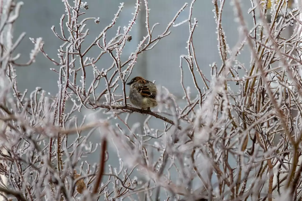 «Қар жауып, көктайғаққа ұласады»: ауа райына байланысты кейбір өңірлерде ескерту жарияланды