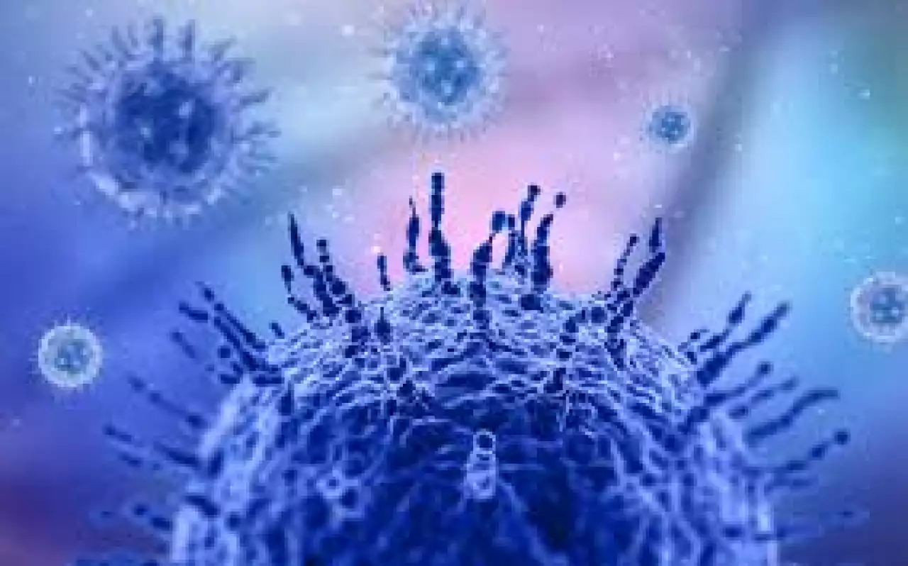 «Табиғи тасымалдаушысы - жарқанаттар»: Үндістанда қауіпті вирус тарап жатыр