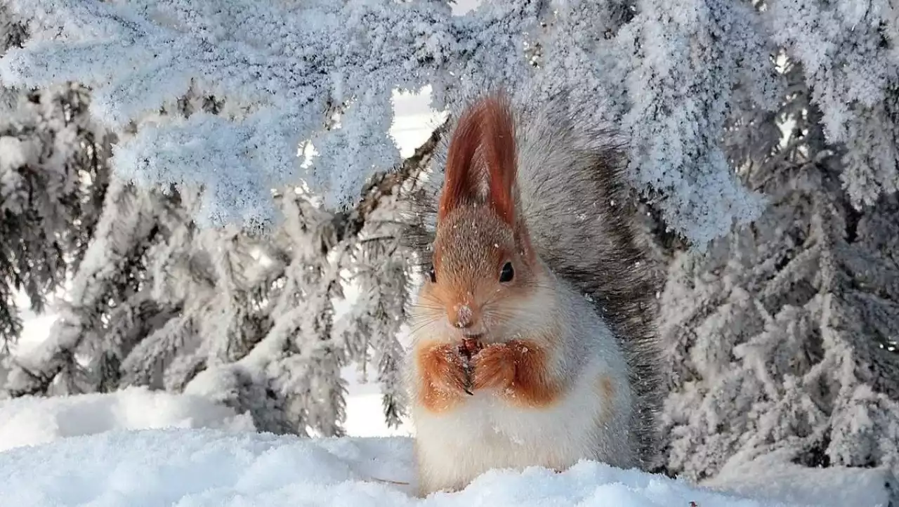 Синоптиктер ақпан айында ауа райы қалай болатынын болжады
