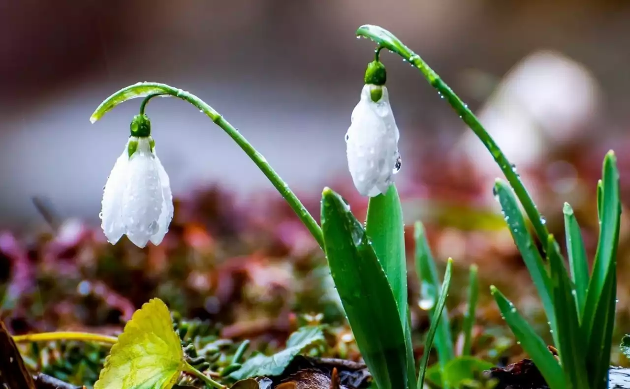 Наурыз айында қазақстандықтарды қанша демалыс күні күтіп тұр?