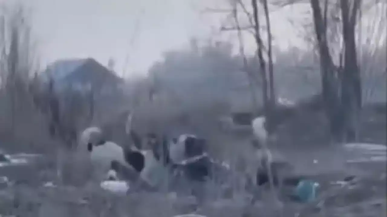 Алматы облысында бір топ ит 52 жастағы әйелді талап тастады (ВИДЕО)