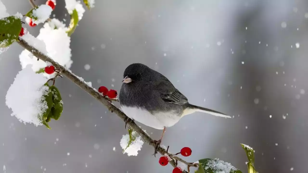 "Жаңбыр мен қар": ауа райына байланысты кейбір аймақтарға дауылды ескерту жарияланды