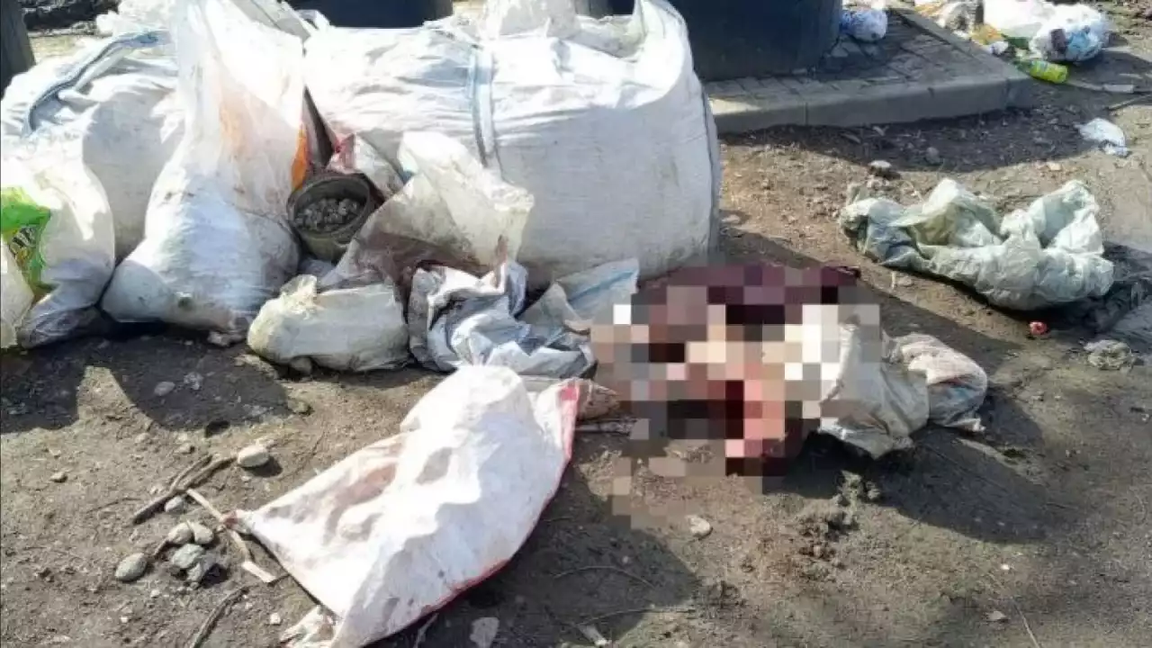 «Терісі сыпырылған»: Алматыдағы қоқыс алаңынан  сегіз иттің өлексесі табылды