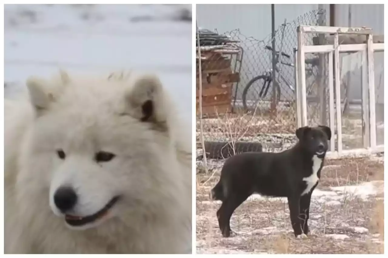 Ақтөбеде 13 жастағы оқушыны қаңғыбас иттер талап тастады