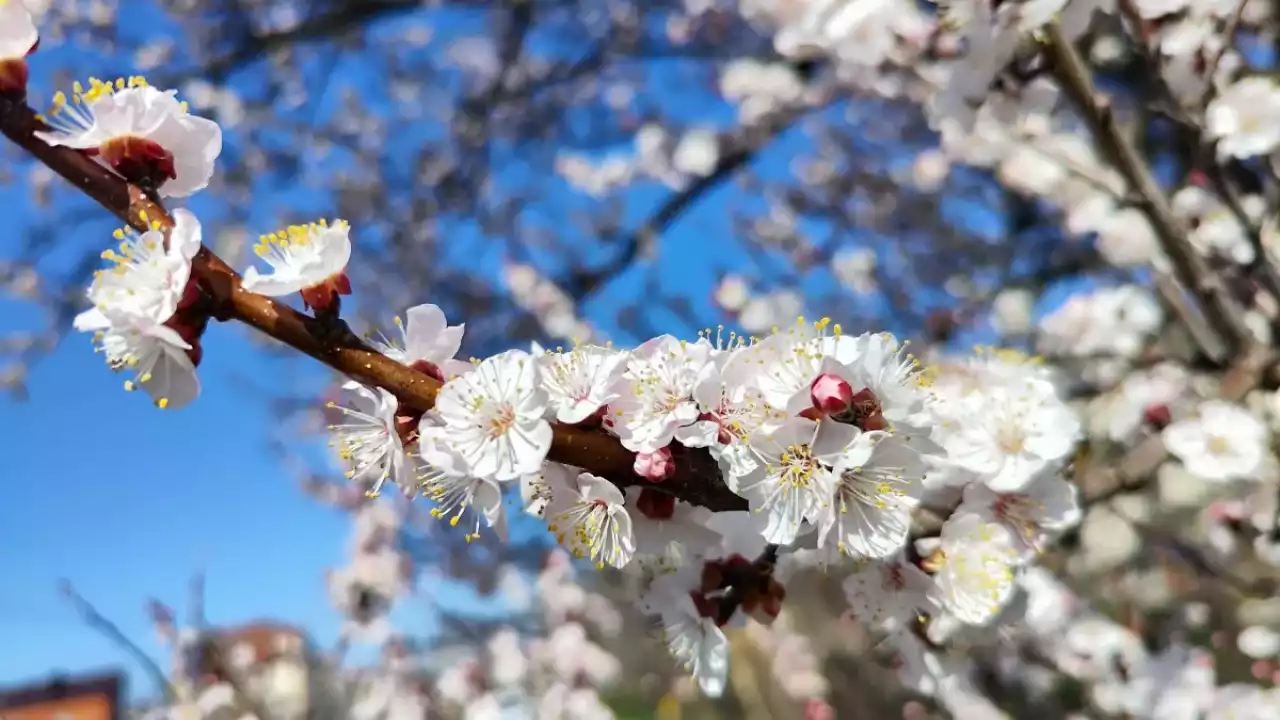 Елімізде алдағы күндері +23 градусқа дейін күн жылиды