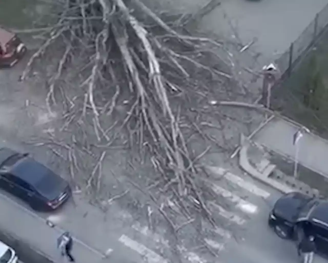 Алматыда алып ағаш көшенің қақ ортасына құлады