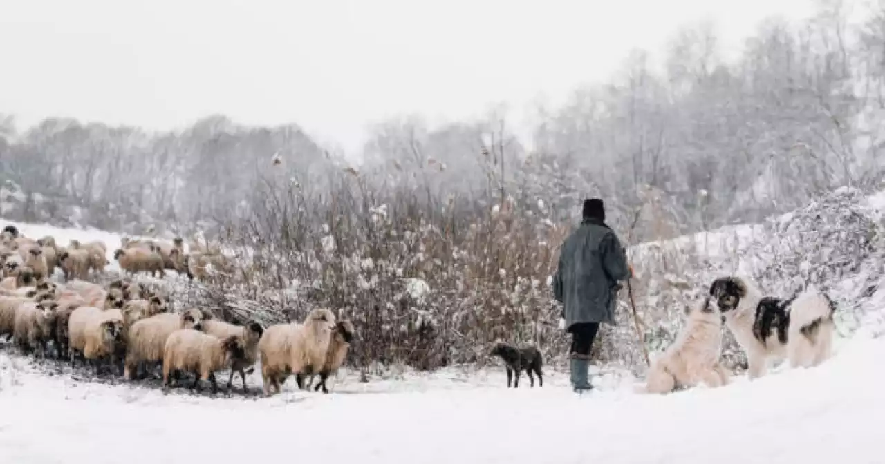 5 күн далада жатып қалған малшы оқиғаның қалай болғанын айтты
