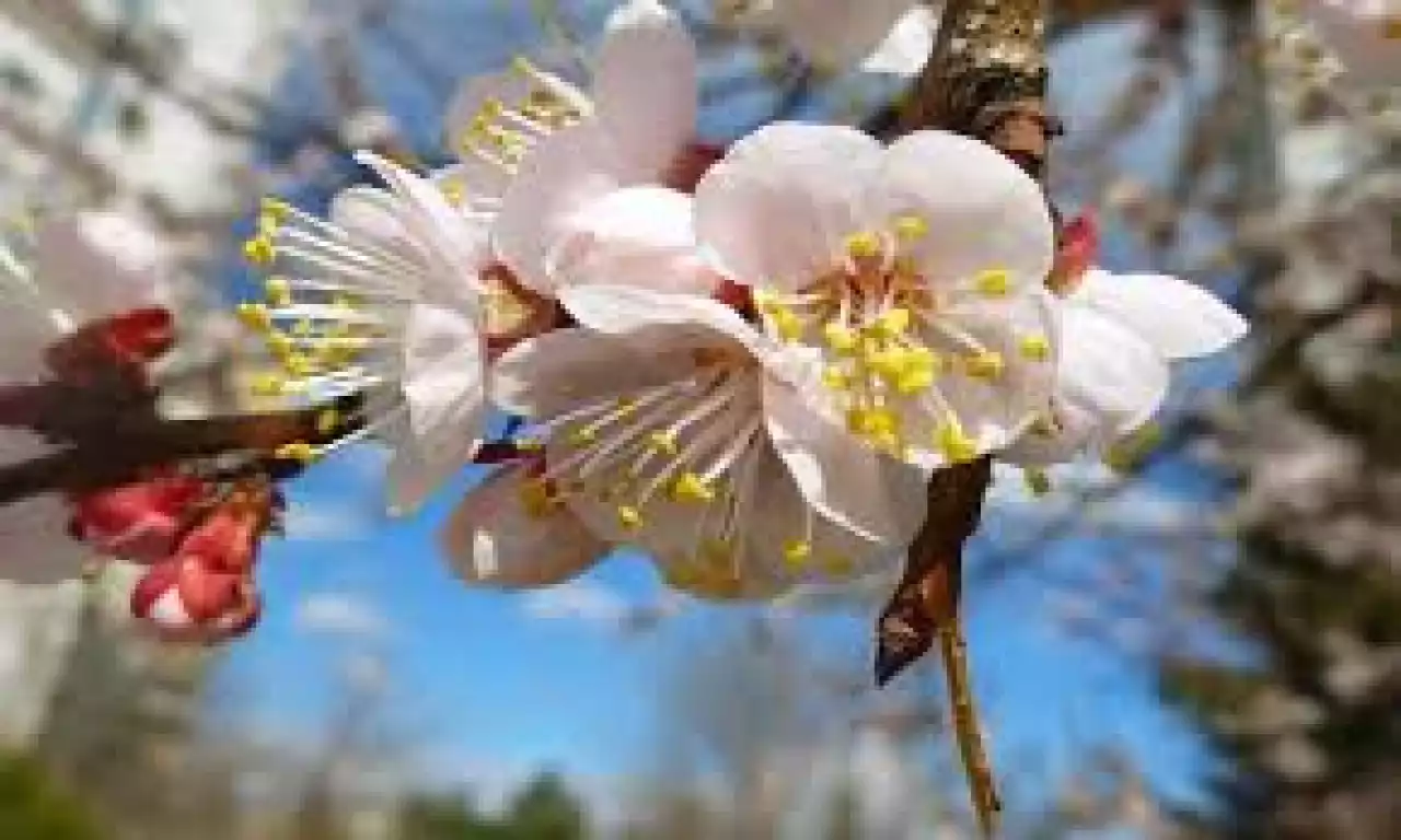 Сәуір айының алғашқы күндеріне арналған ауа райы болжамы