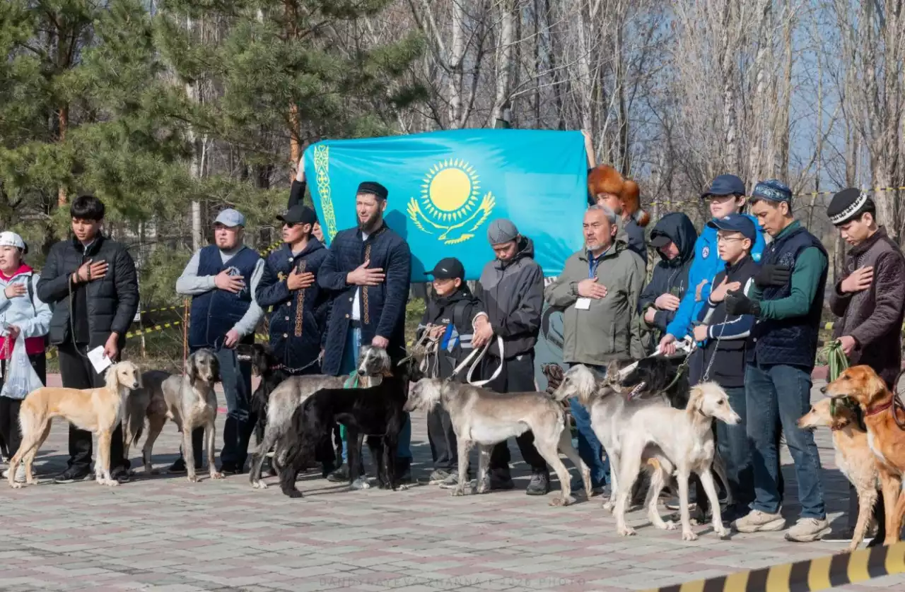 Ақтөбеде қазақы тазының үздік өкілдері тұқымдық байқауда бағаланды