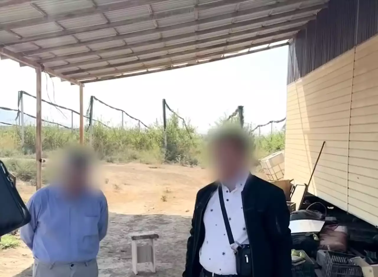 «430 миллион». Шымкентте алма бағына бөлінген қыруар қаржы талан-таражға түскен