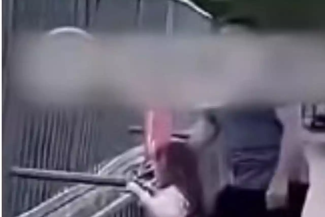 Алматыда зообақта арыстанға тас лақтырған ер адам айыппұл арқалады