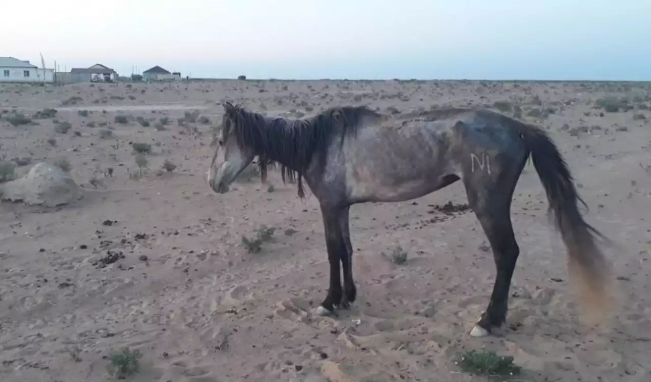 Маңғыстауда жүздеген жылқы қырылды - арнайы комиссия құрылды