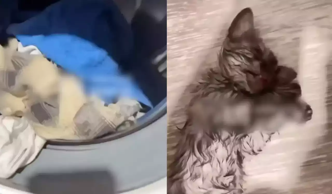 Мысықты кір жуғыш машинаға салып, жуып өлтірген: семейлік әйелге айыппұл салынды