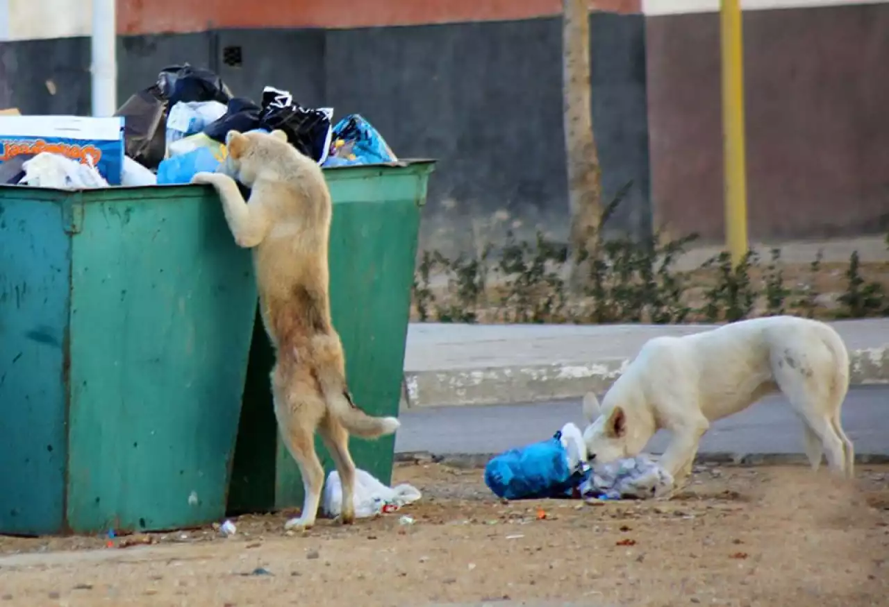 Ақтөбеде баласын ит талап өлтірген әке: Қаңғыбас иттер проблемасы әлі шешілмеді