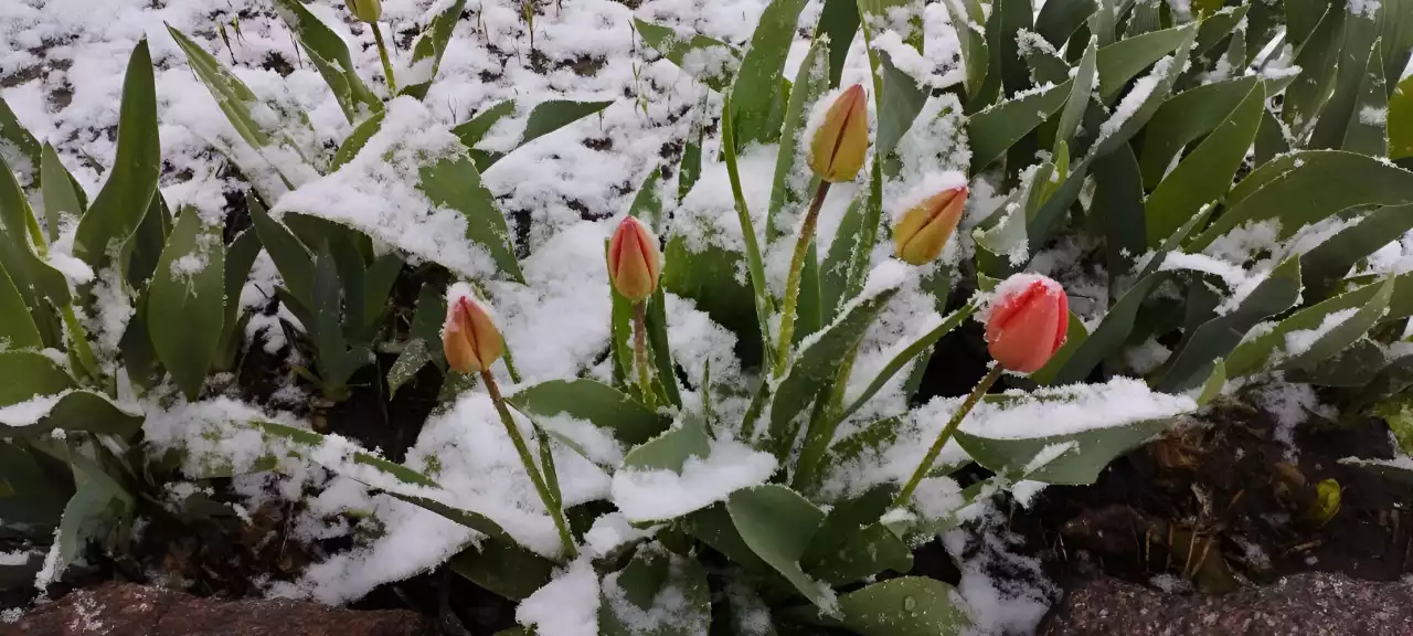 Солтүстікте қар жауады: 24 сәуірге арналған ауа райы болжамы