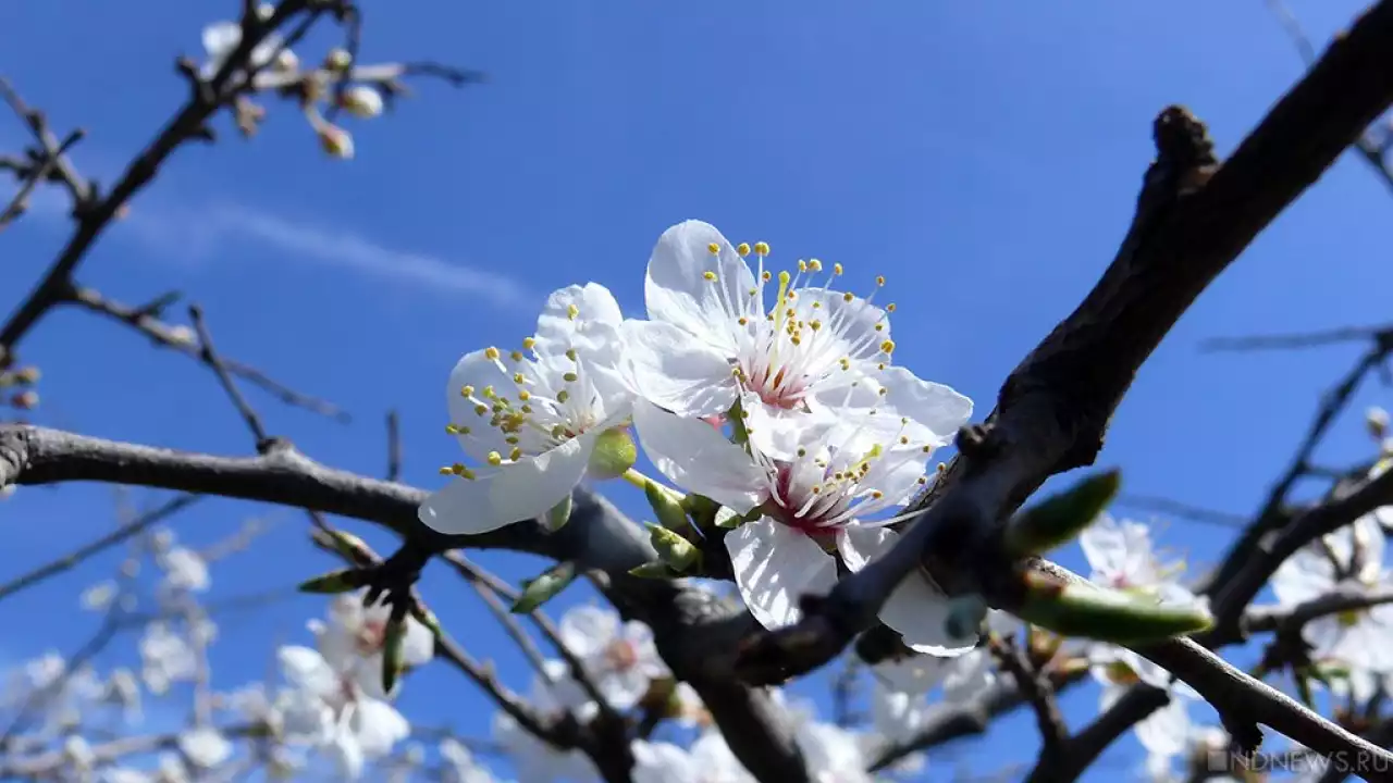 29 градус ысты: 25 сәуірге арналған ауа райы болжамы