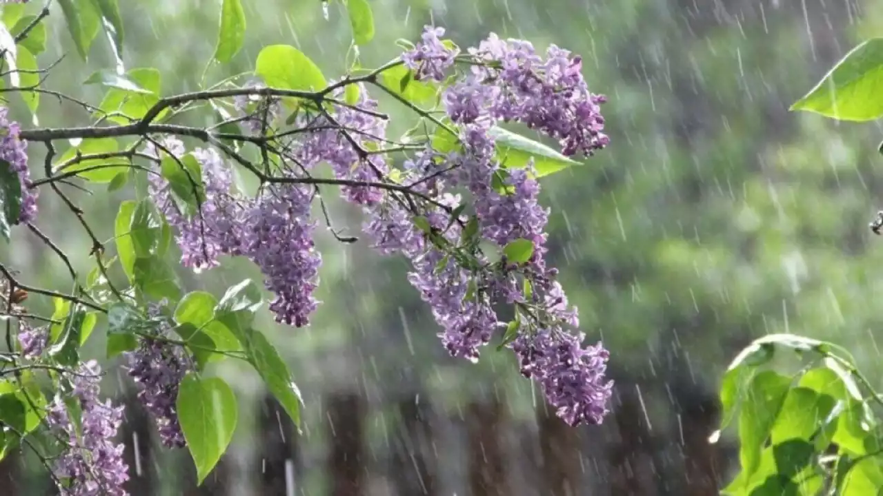 Жаңбыр:27 сәуірге арналған ауа райы болжамы