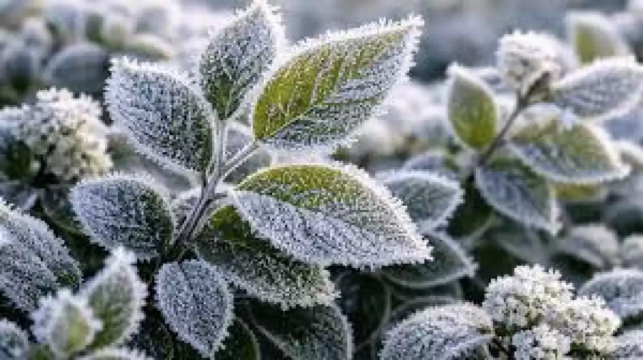 Үсік жүреді: алдағы үш күнге арналған ауа райы болжамы