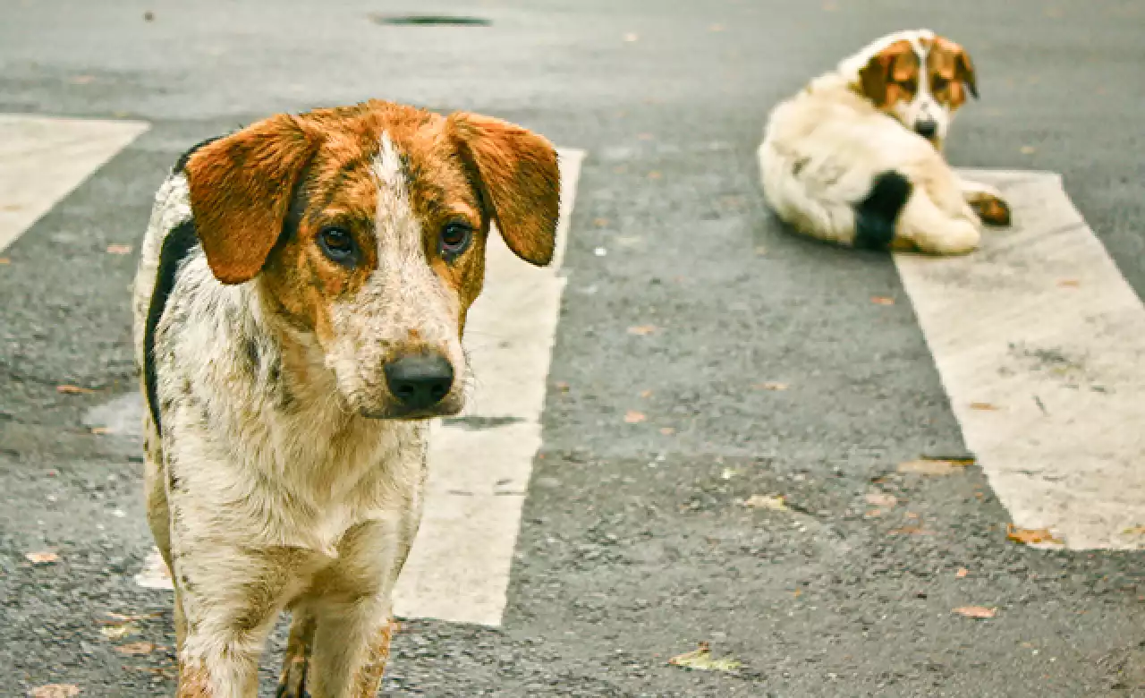 "Закон есть, но система не работает полноценно": эксперт о проблемах обращения с животными в Казахстане
