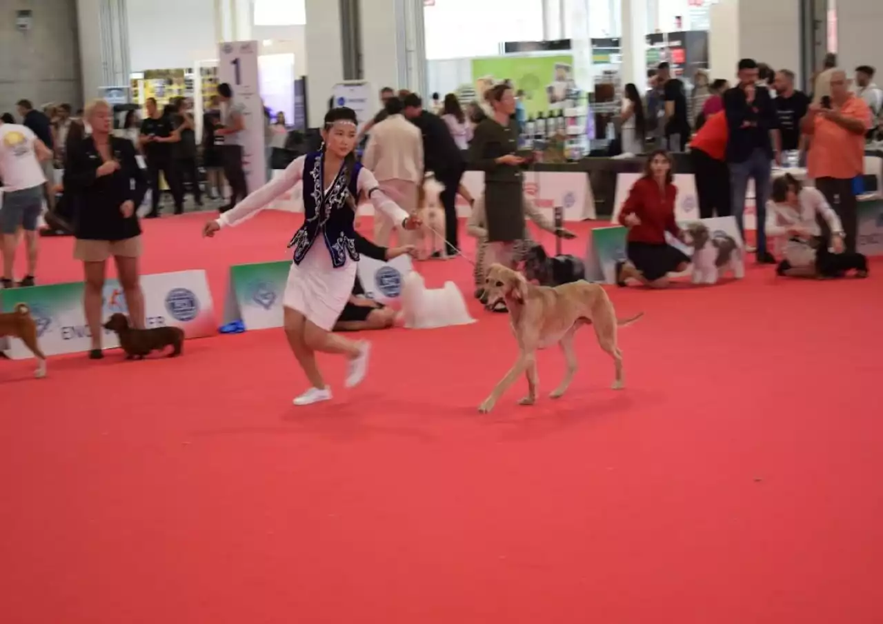 Қазақы тазы Болоньяда өткен World Dog Show 2026 көрмесінде салтанатты түрде таныстырылды