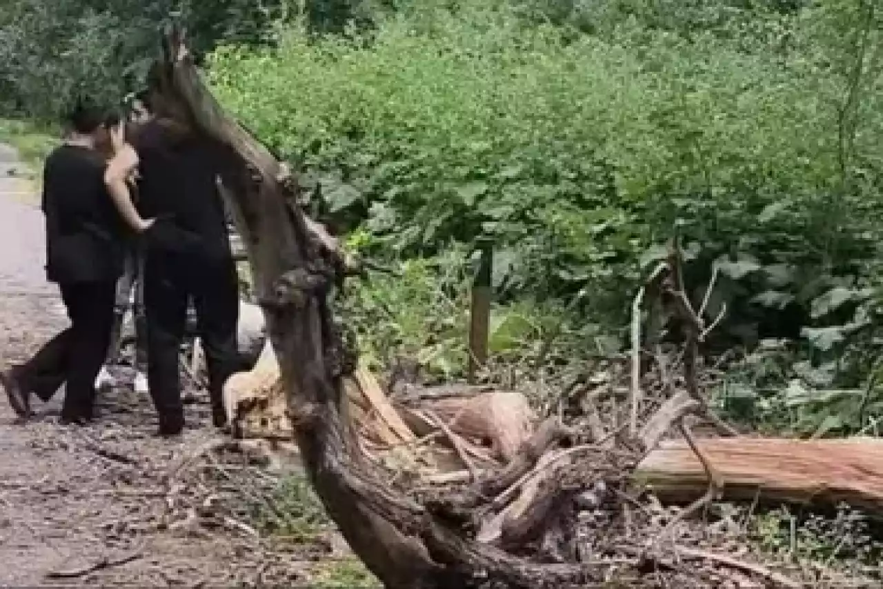 Баум тоғайында қыздың үстіне ағаш құлады: полиция түсініктеме берді